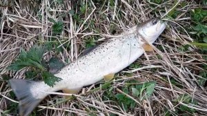 Ловля речной форели. 8часть