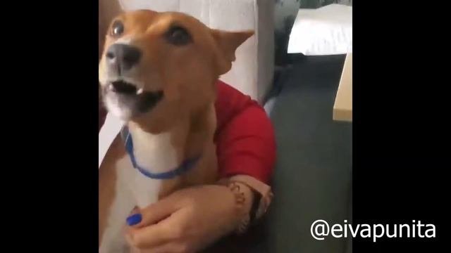 Поющая басенджи (Singing basenji)