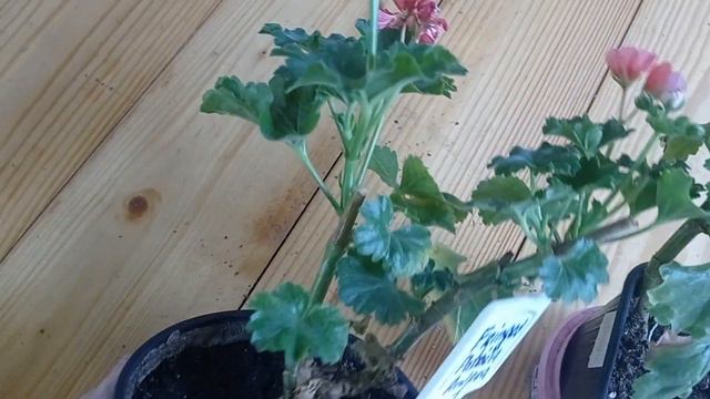 Fringed Patricia Andrea тюльпановилная пеларгония. смотреть онлайн