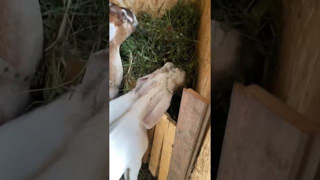 Англо нубийские козы
