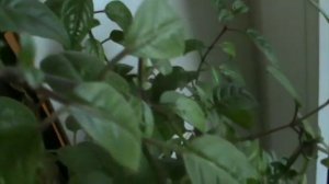 Комнатные цветы в жаркой квартире.