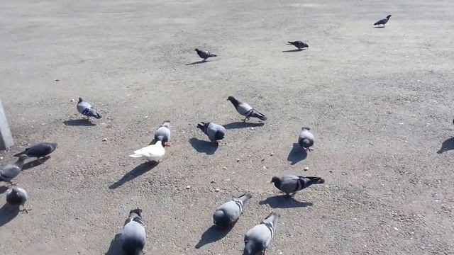 Махачкала озеро Акгель кормление голубей й смотреть онлайн