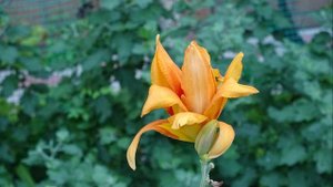 Цветение лилейников