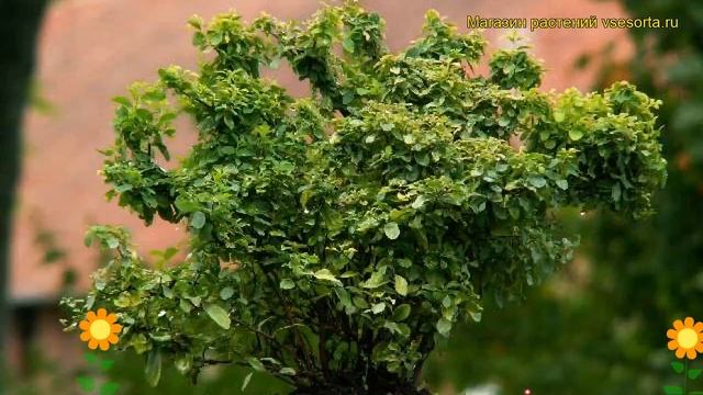 Спирея ниппонская Гилверз Майлз. Краткий обзор, описание spiraea nipponica Gilvers Miles смотреть онлайн