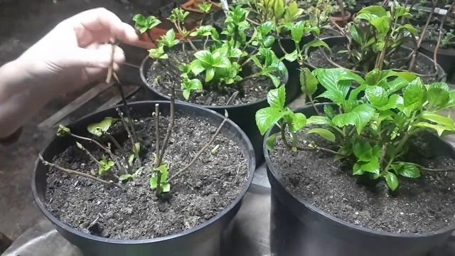 Зимнее черенкование Гортензии Macrofylla. смотреть онлайн