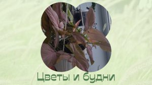 Будни мои.  Мою, убираю, черенкую.