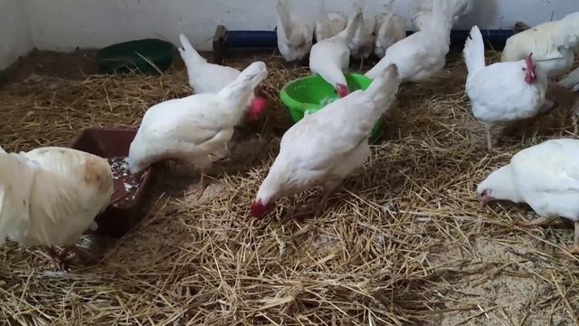 Несушки? с птицефабрики, чем их кормить? / Laying hens from a poultry farm ?/ How to feed them?
