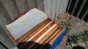 Пора делать отводки. Матки украинской степной.