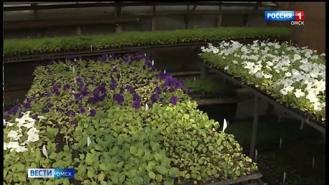 В Омске готовят цветы для высадки в городские парки и скверы смотреть онлайн