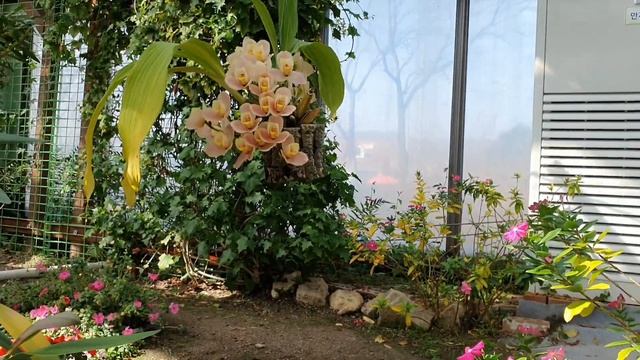 Ботанический сад (Цветник) Орхидеи и Кактусы. 2 часть. смотреть онлайн