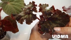 Бегонии, новинки коллекции и не только.