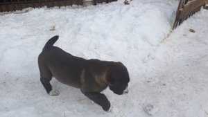 Щенки алабая в питомнике АЗ Марал продажа 89278137957 вайбер ватсап