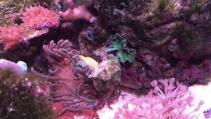 Рак отшельник vs Актиния пузырчатая