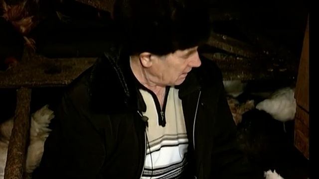 Разведение кур: яйца – круглый год. Урожайные грядки.