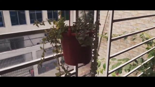 Balcony Gardening - Oxalis Triangularis, Money Plants, Faux and more :) смотреть онлайн