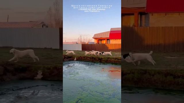 Щенки питомника ТИМЕРТАШ Среднеазиатская овчарка алабай доставку помогаю найти +79048881825 viber смотреть онлайн