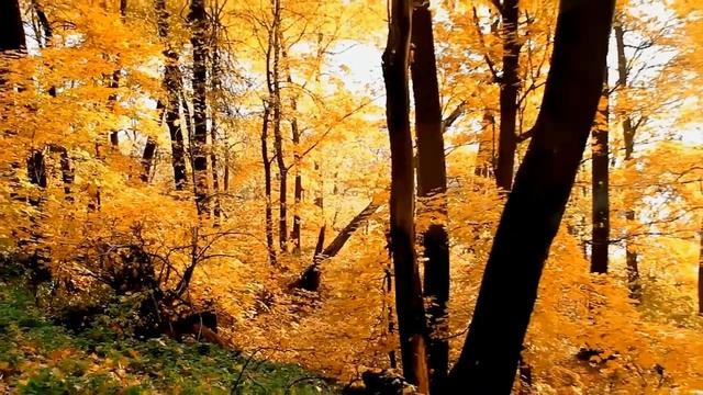 Белая Гора смотреть онлайн