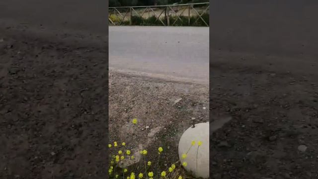Малёк под Новороссийском попадает в ловушку