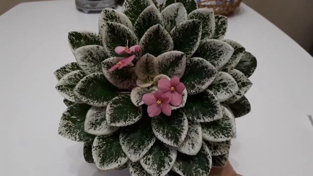 Фиалка Mac's Shangri-la Serendipity смотреть онлайн