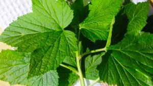 ЛИСТЬЯ  СМОРОДИНЫ   /  полезные  свойства !