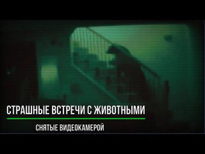 Страшные Встречи с Животными Снятые Видеокамерой_Страшные записи_Страшные истории на ночь