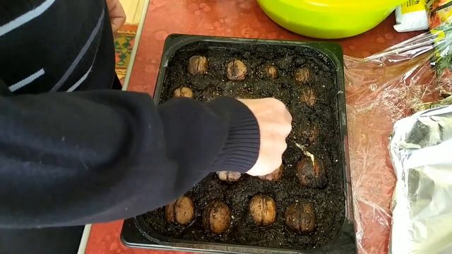 Выращивание саженцев грецкого ореха от А до Я в домашних условиях. смотреть онлайн