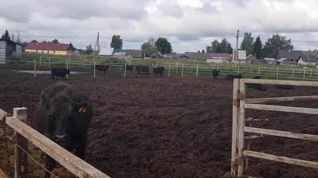 Черный Абердин Ангус телки и нетели коровы в продаже Купите КРС Ангусы смотреть онлайн