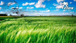 Wind Noise in a Wheat Field