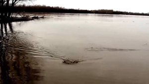 Как ловить огромного налима на джиг