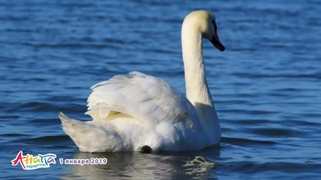 Анапа. Погода 1.01.2019 Народные гуляния на пляже. Купание в море. Лебеди смотреть онлайн