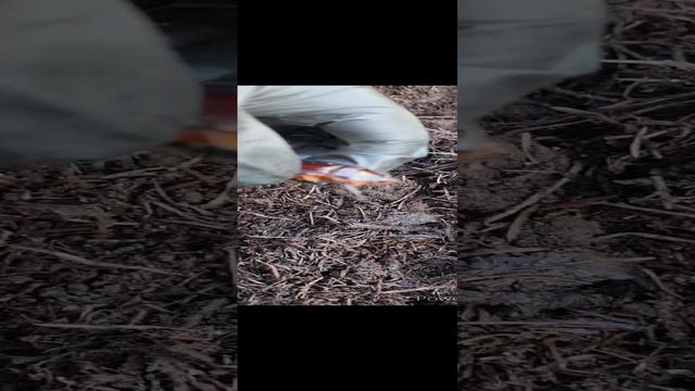 Гостья на нашей ферме
