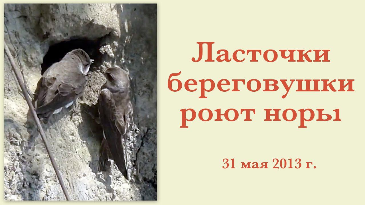 Ласточки береговушки роют норы 31 мая 2013