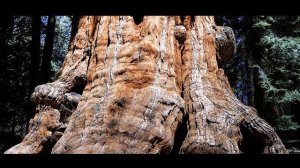 Куда пропали все вековые леса, которые росли до 19 века? Об этом запрещено говорить историкам.