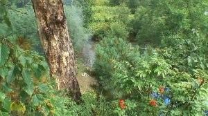 Камчатские берёзы