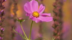 "БЕГ ВРЕМЕНИ"... (Фото Гергия Машковцева (Ижевск), музыка - Yanni).mp4