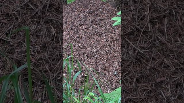 Лесные муравьи В мире животных #shorts #другаяжизнь #metaldetecting #вмиреживотных #муравейник