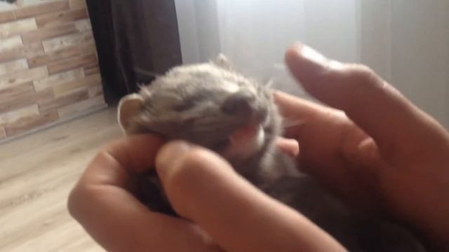 Будим Хантера | Как спит норка #1 смотреть онлайн