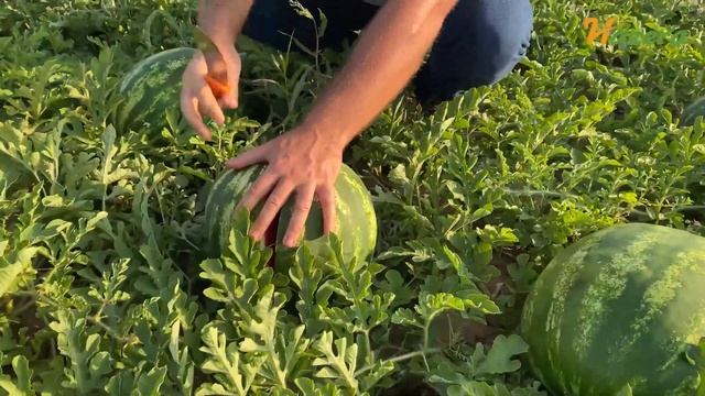 Супер ранний гибрид Арбуза / 52 026 F1 смотреть онлайн