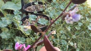 Lablab (Lablab purpureus) Bean Pods - Ninja Gardening - Episode 67
