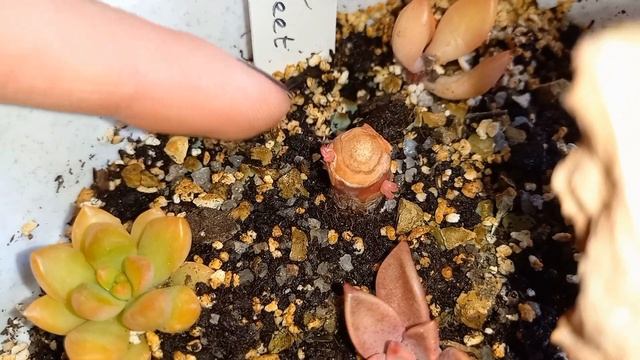 ??Моя коллекция суккулентов. Хавортии, эхеверии, крассулы... Начало. Часть 1. смотреть онлайн