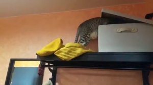 Спальное место на верхней полке в плацкарте?