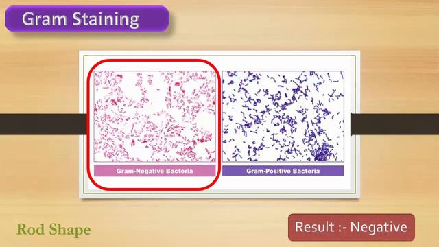 Proteus Species Biochemical test results смотреть онлайн