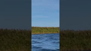 Рыбалка в Астраханской области село Лебяжье 89171864492