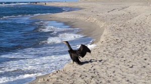 Подготовка к полёту и взлёт Баклана над Балтийским морем.