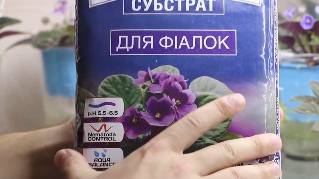 КАК СПАСТИ ФИАЛКИ ЛЕТОМ? 10 ЛУЧШИХ СПОСОБОВ Воспользуйтесь пока не поздно)