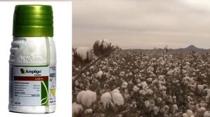 Syngenta Ampligo | Insecticide | Chlorantraniliprole | Lambda Cyhalothrin