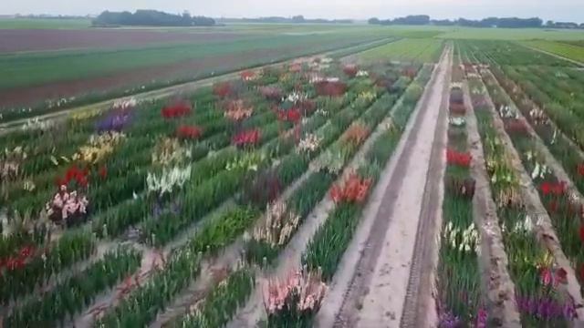 GLADIOLUS: கிலாடியோலஸ்: crop in trial field at Holland смотреть онлайн