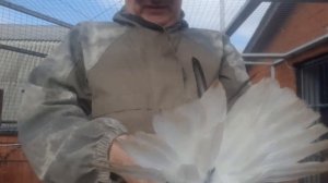 Новое приобретение голубей в наш питомник. Николаеские голуби из Донецка.