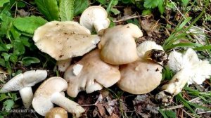 Майский гриб (Сalocybe gambosa)