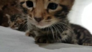 Кошка съела котенка #12